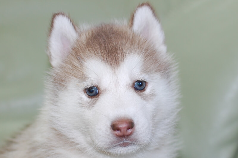 シベリアンハスキーの子犬の写真202001305 3月6日現在