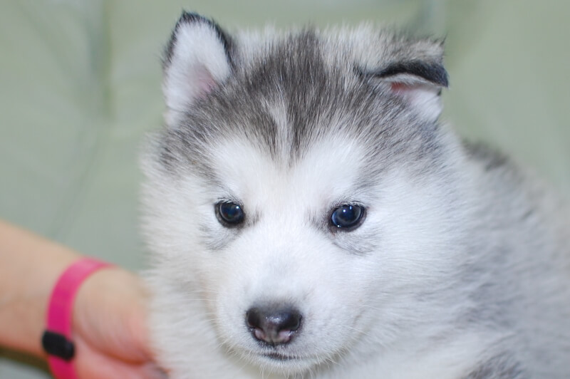 シベリアンハスキーの子犬の写真202001301 3月6日現在