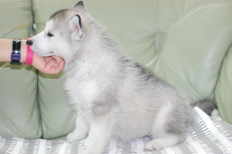 シベリアンハスキーの子犬の写真202001301-2 3月19日現在