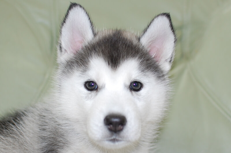 シベリアンハスキーの子犬の写真202001303 3月19日現在