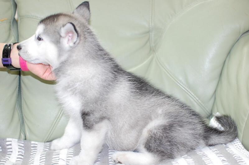 シベリアンハスキーの子犬の写真202001303-2 3月19日現在
