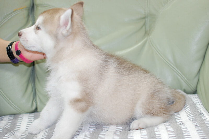 シベリアンハスキーの子犬の写真202001305-2 3月19日現在
