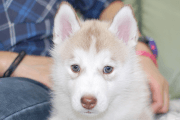 シベリアンハスキーの子犬202001306