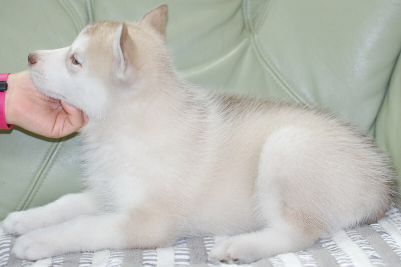 シベリアンハスキーの子犬の写真202001306-2 3月19日現在