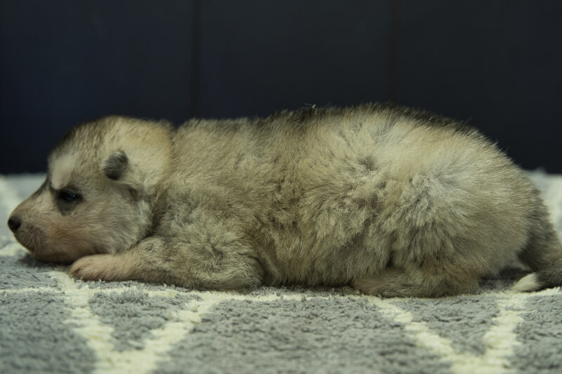 シベリアンハスキーの子犬の写真202202035-2 2月23日現在