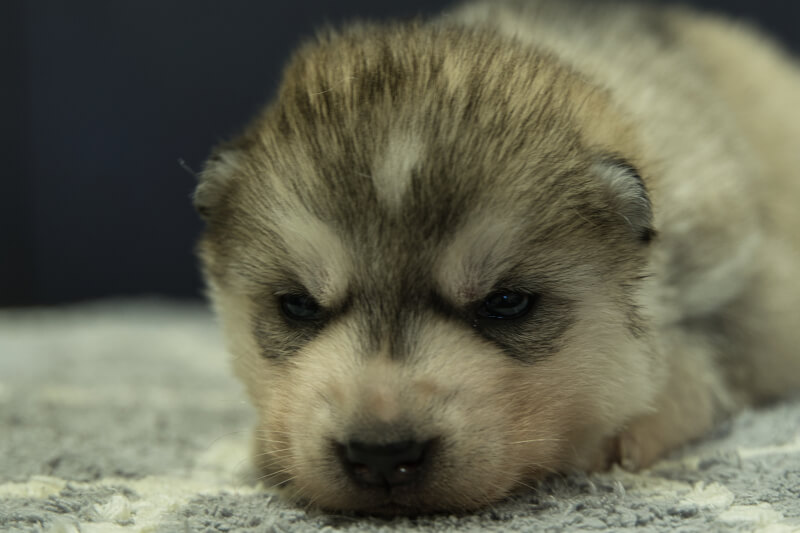 シベリアンハスキーの子犬の写真202202036 2月23日現在