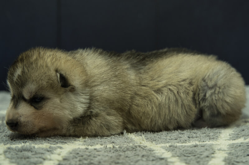 シベリアンハスキーの子犬の写真202202036-2 2月23日現在