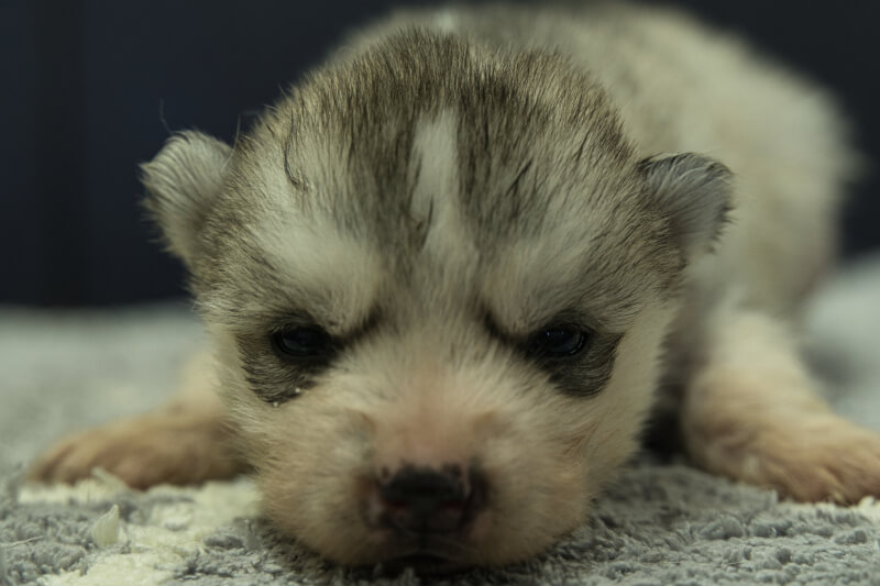 シベリアンハスキーの子犬の写真202202037 2月23日現在