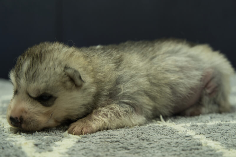 シベリアンハスキーの子犬の写真202202037-2 2月23日現在