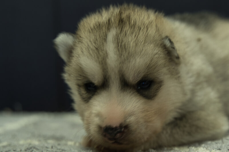 シベリアンハスキーの子犬の写真202202032 2月23日現在