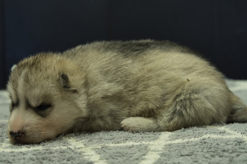 シベリアンハスキーの子犬の写真202202032-2 2月23日現在