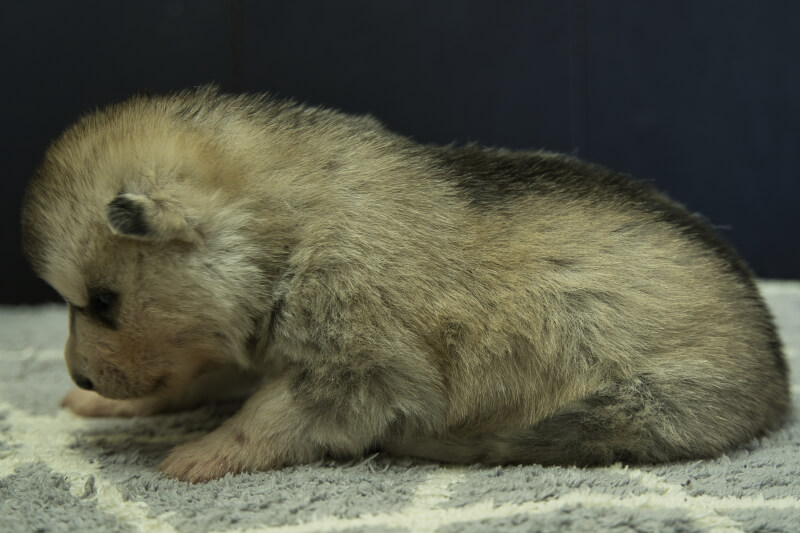 シベリアンハスキーの子犬の写真202202034-2 2月23日現在