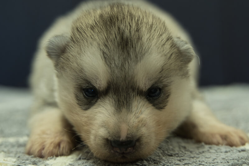 シベリアンハスキーの子犬の写真202202035 2月23日現在
