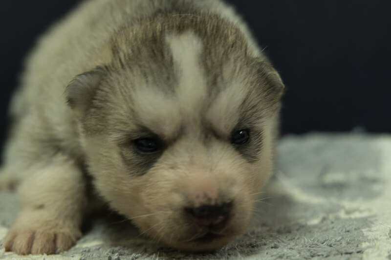 シベリアンハスキーの子犬の写真202202031 2月23日現在