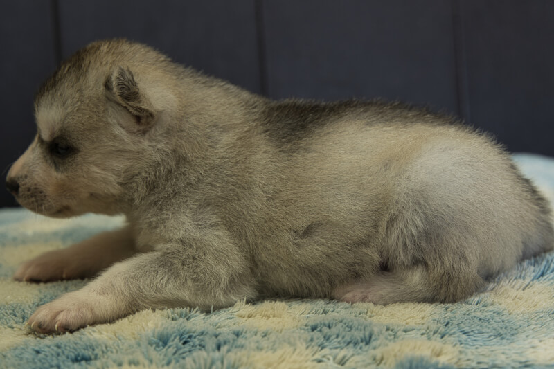 シベリアンハスキーの子犬の写真202202033-2 3月2日現在