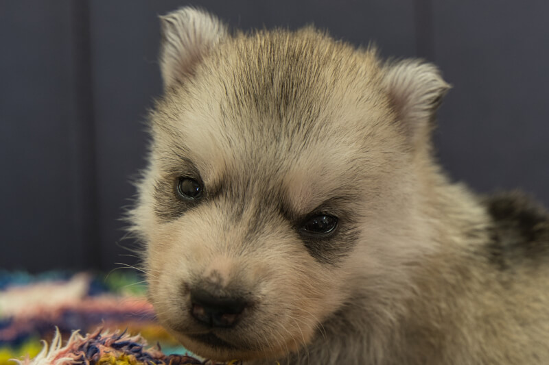 シベリアンハスキーの子犬の写真202202034 3月2日現在