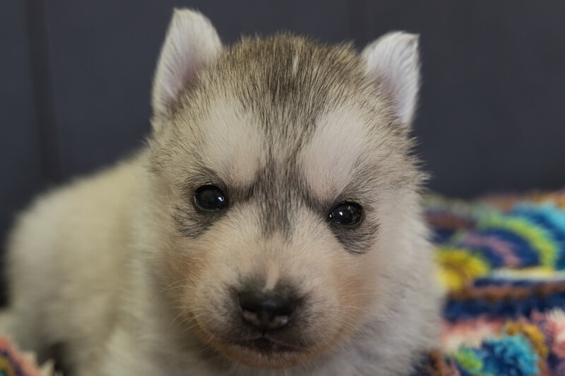 シベリアンハスキーの子犬の写真202202035 3月2日現在