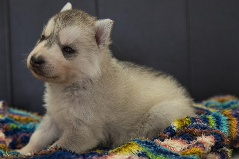 シベリアンハスキーの子犬の写真202202035-2 3月2日現在