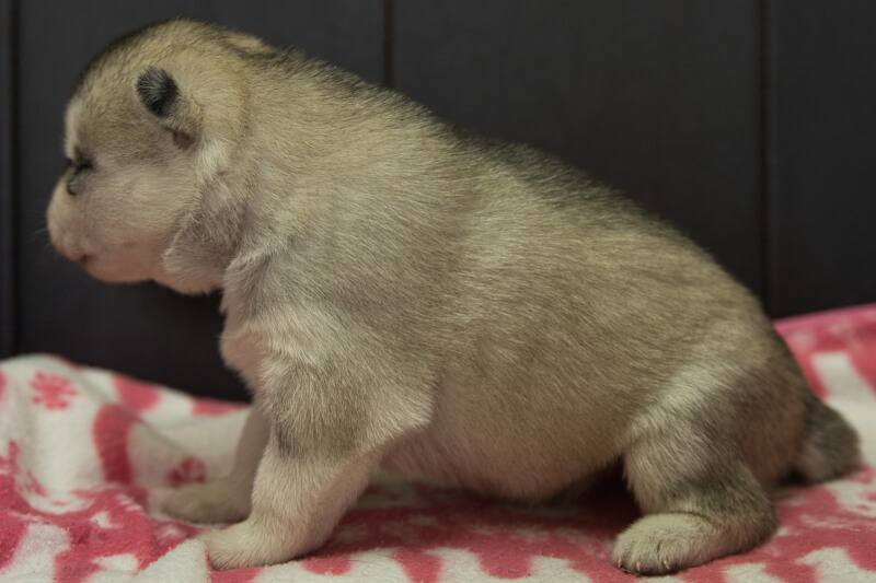 シベリアンハスキーの子犬の写真202204051-2 4月21日現在