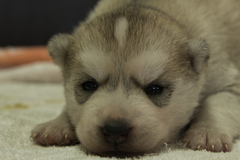 シベリアンハスキーの子犬の写真202204052 4月21日現在