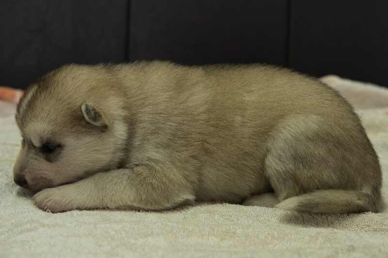 シベリアンハスキーの子犬の写真202204052-2 4月21日現在