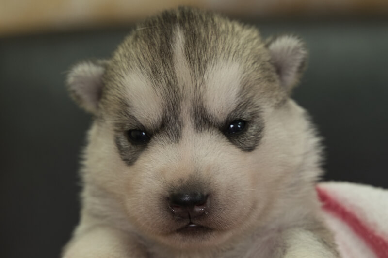 シベリアンハスキーの子犬の写真202204051 4月21日現在