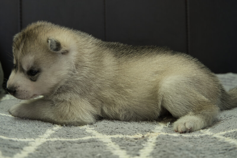 シベリアンハスキーの子犬の写真202204051-2 4月30日現在