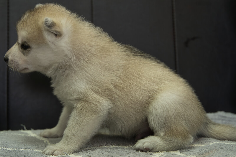 シベリアンハスキーの子犬の写真202204052-2 4月30日現在