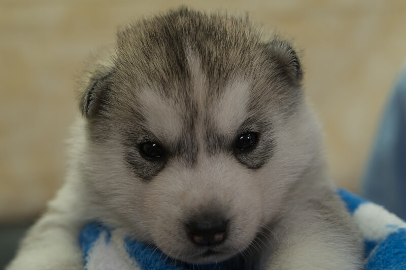 シベリアンハスキーの子犬の写真202204051 4月30日現在