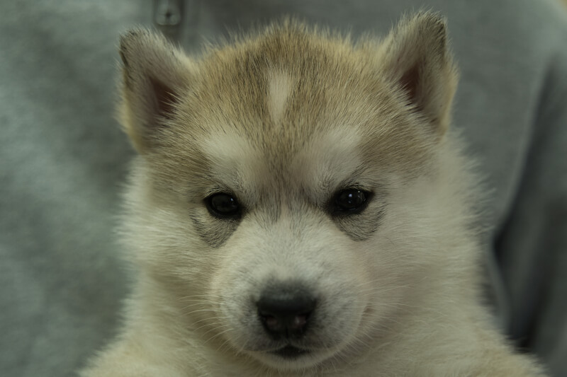 シベリアンハスキーの子犬の写真202204052 5月9日現在