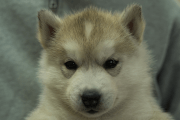 シベリアンハスキーの子犬202204052