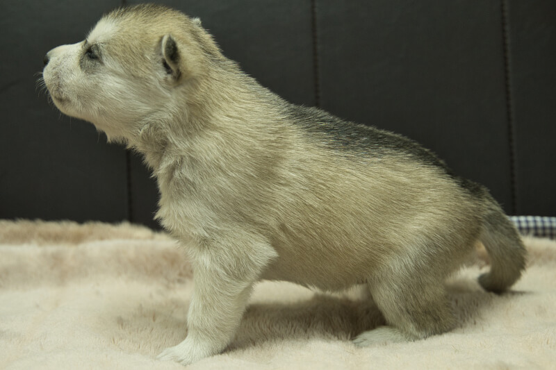 シベリアンハスキーの子犬の写真202211051-2 11月23日現在
