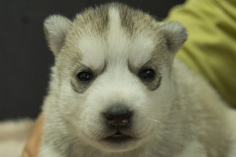 シベリアンハスキーの子犬の写真202211052 11月23日現在