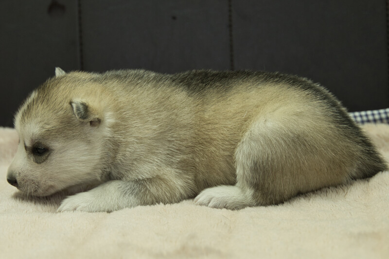 シベリアンハスキーの子犬の写真202211052-2 11月23日現在