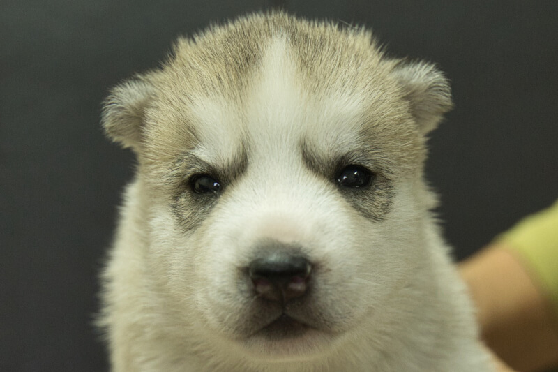 シベリアンハスキーの子犬の写真202211053 11月23日現在