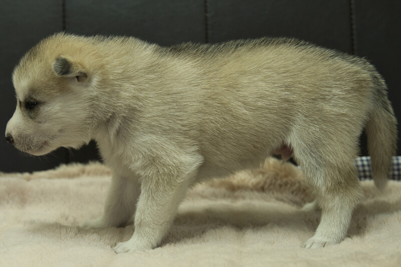 シベリアンハスキーの子犬の写真202211053-2 11月23日現在