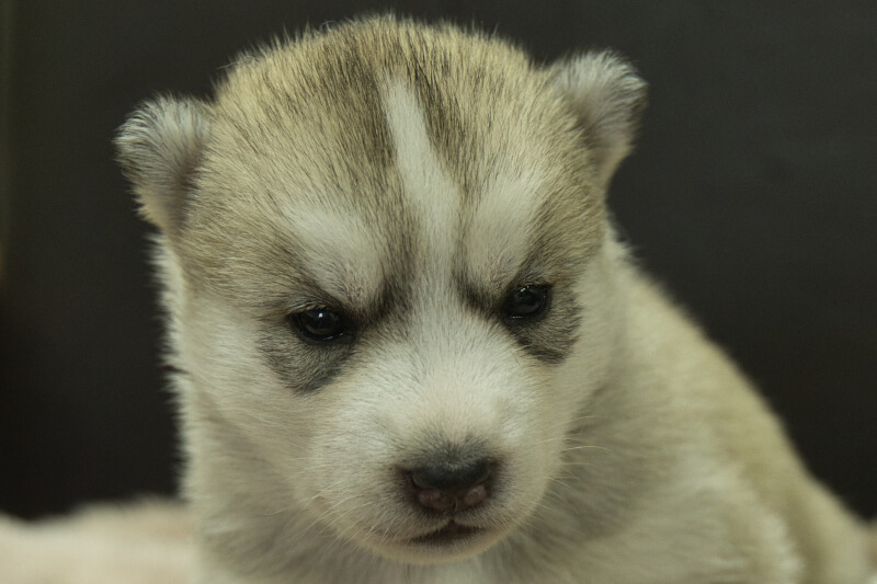 シベリアンハスキーの子犬の写真202211054 11月23日現在