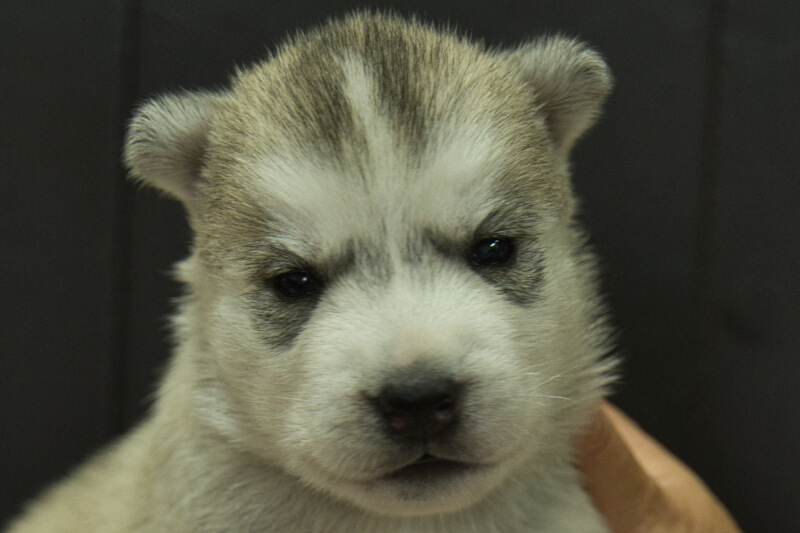 シベリアンハスキーの子犬の写真202211051 11月23日現在