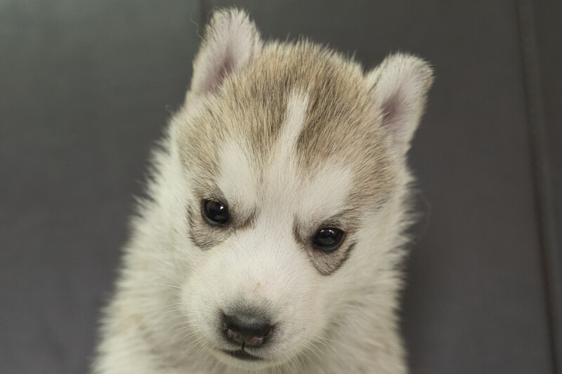 シベリアンハスキーの子犬の写真202211052 12月1日現在