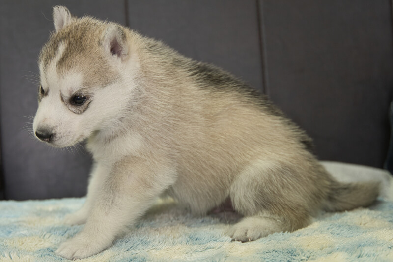 シベリアンハスキーの子犬の写真202211052-2 12月1日現在