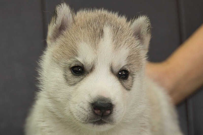 シベリアンハスキーの子犬の写真202211053 12月1日現在