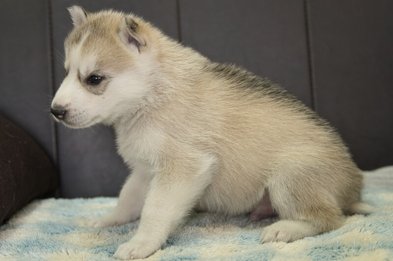 シベリアンハスキーの子犬の写真202211053-2 12月1日現在