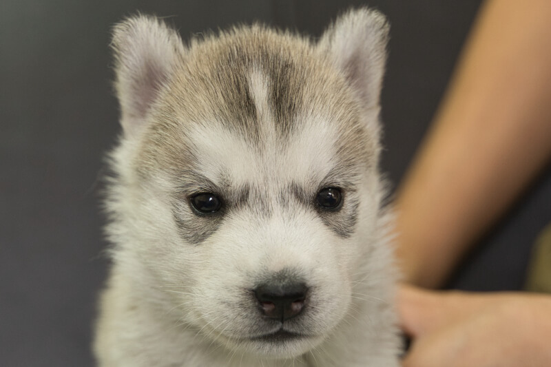 シベリアンハスキーの子犬の写真202211051 12月1日現在