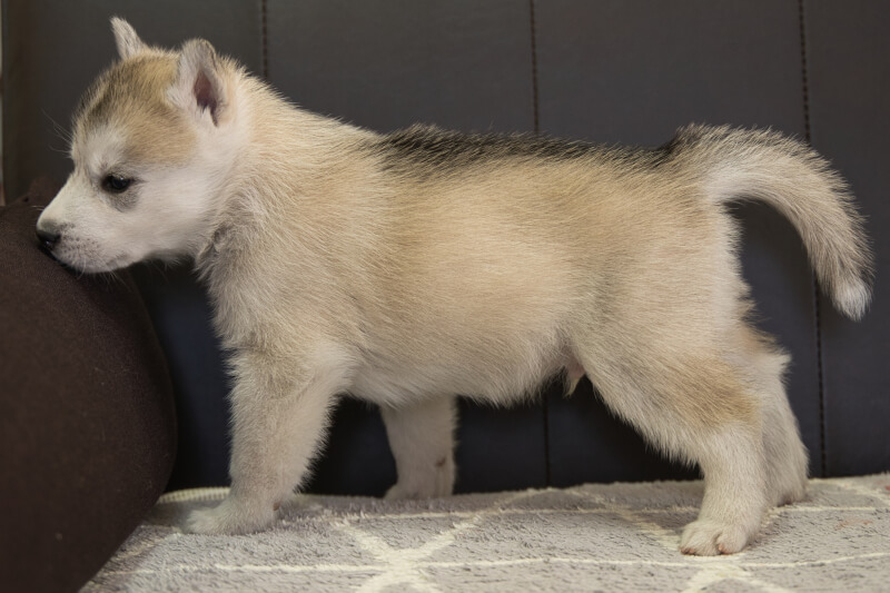 シベリアンハスキーの子犬の写真202211051-2 12月6日現在