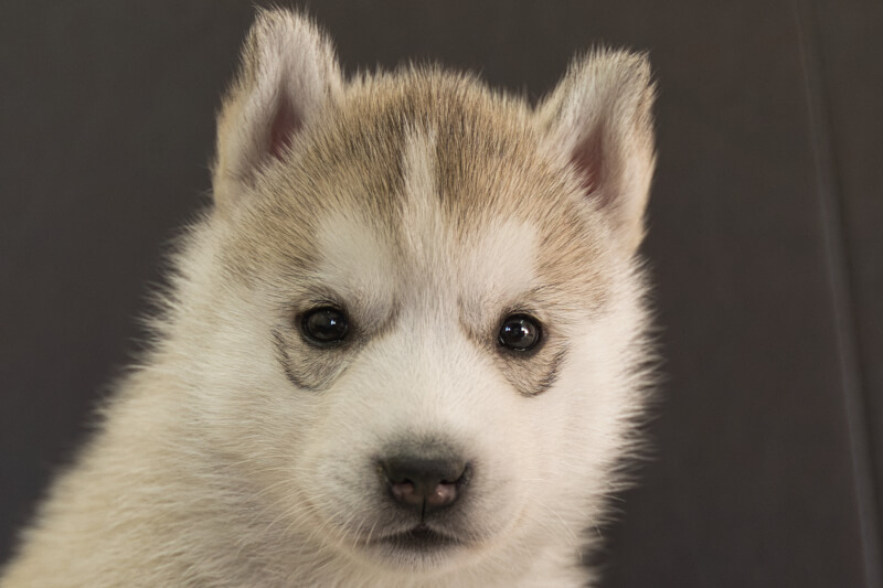 シベリアンハスキーの子犬の写真202211052 12月6日現在