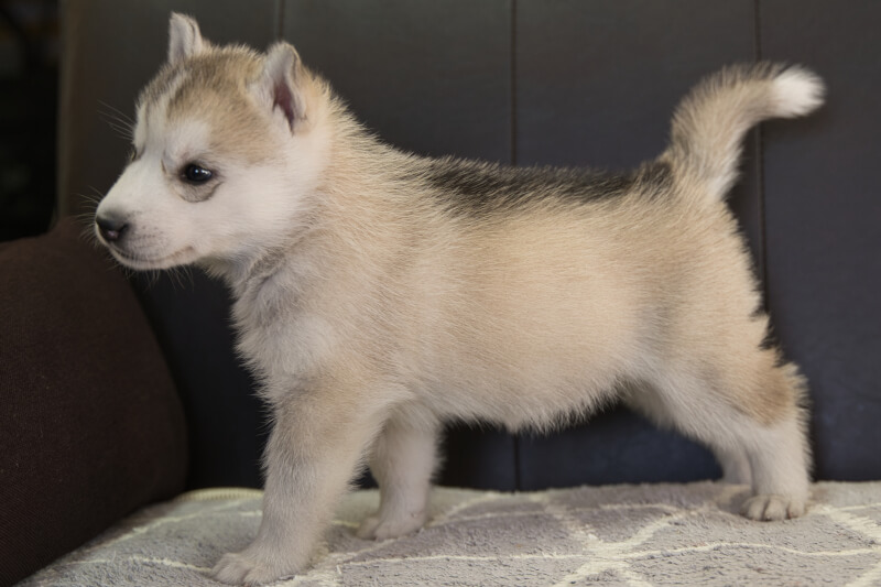シベリアンハスキーの子犬の写真202211052-2 12月6日現在