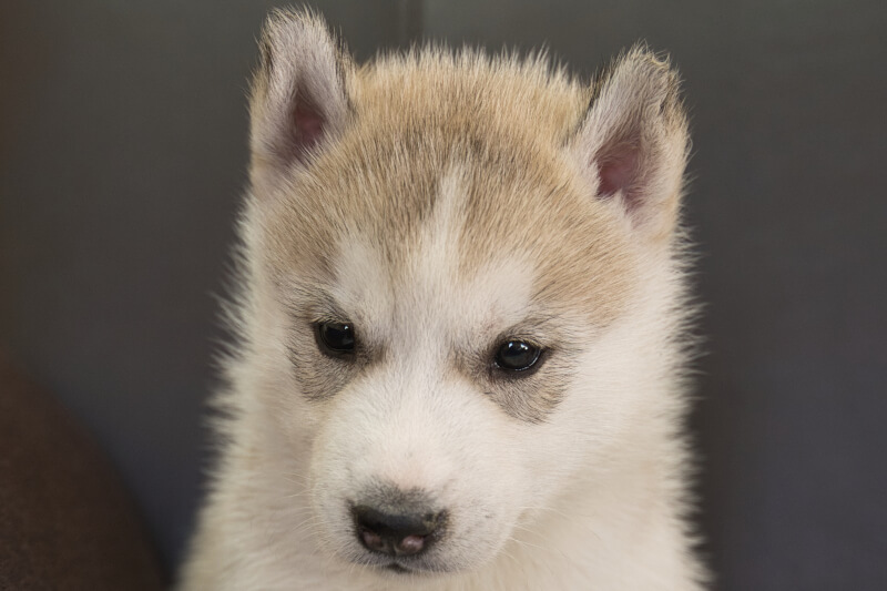 シベリアンハスキーの子犬の写真202211053 12月6日現在