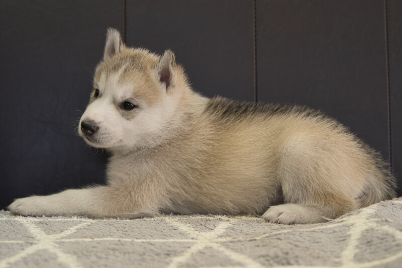 シベリアンハスキーの子犬の写真202211053-2 12月6日現在