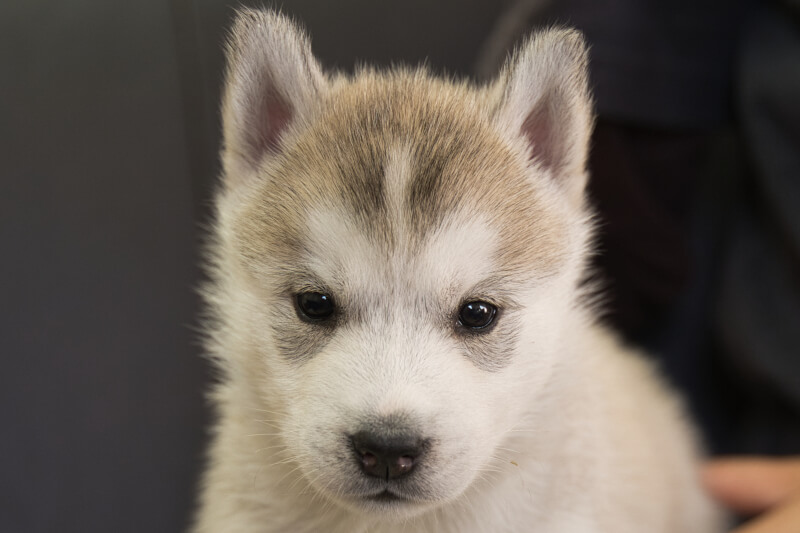 シベリアンハスキーの子犬の写真202211051 12月6日現在