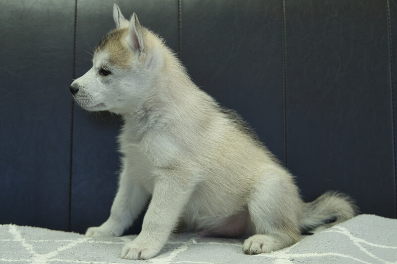 シベリアンハスキーの子犬の写真202211051-2 12月16日現在